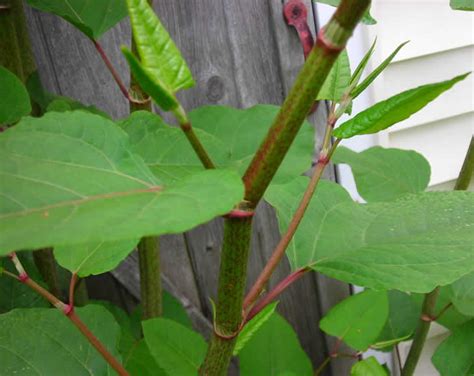 Japanese Knotweed Experts Bolton And Bury Japanese Knotweed Treatment