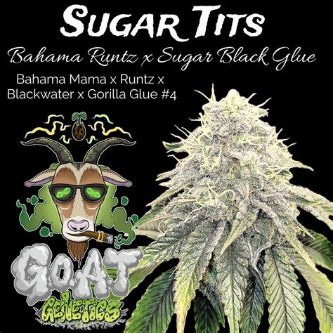 Goat Genetics Sugar Tits Photo Fem Pack Multiverse Beans Seed Bank