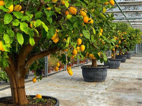 Come Coltivare Il Limone In Vaso I Segreti Per Un Agrume Sano