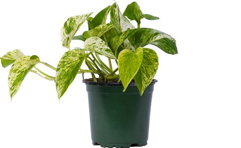 Epipremnum Pothos Marble Queen 4 Pot Easy Care Houseplant Plantsome