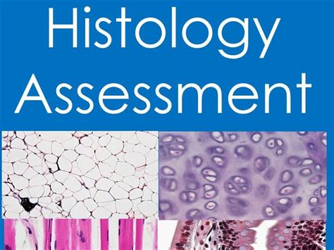 Histology Tissues Assessment Quiz Anatomy And Physiology Teaching Resources