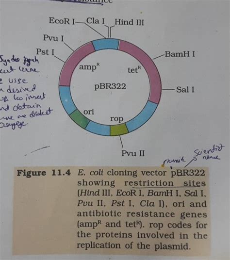 Figure 11 4 E Coli Cloning Vector PBR322 Showing Restriction Sites Hind