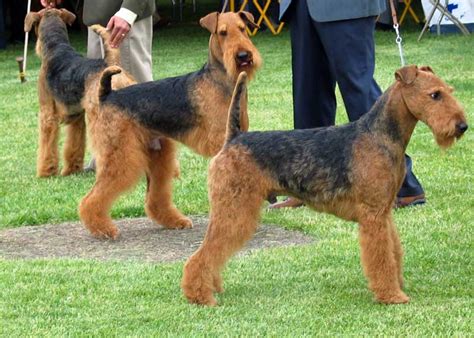 Airedale Terrier Dog Breed