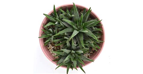 How to Propagate Your Haworthia Succulents