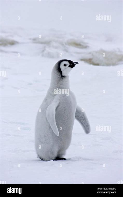 Emperor Penguin Aptenodytes Forsteri Chick Standing On Snow Snow Hill Island Antarctic