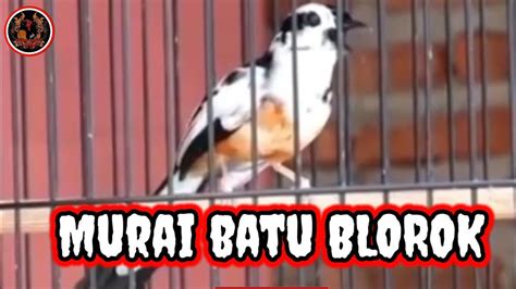 Murai Batu BLOROK EKSTREM Gacor Bongkar Isian YouTube