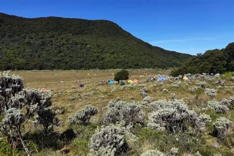 Taman Nasional Gunung Gede Pangrango Wisata Alam Dengan Beragam Flora