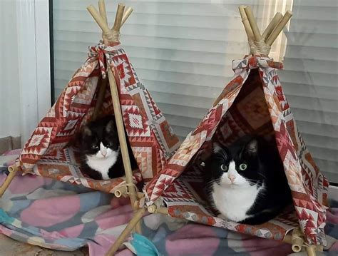 Diy Cat Teepee Tent 4 Steps Instructables Cat Teepee Diy Cat