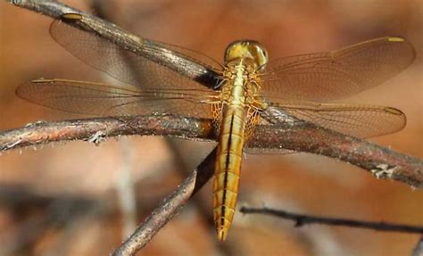 Crocothemis Servilla Scarlet Skimmer Female Crocothemis Servilia