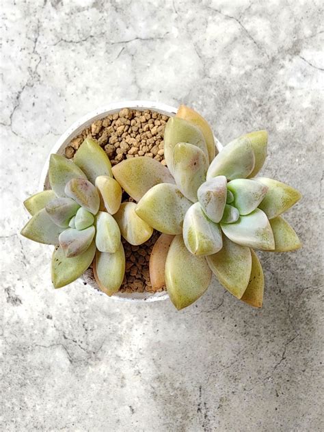 Succulent Furniture Home Living Gardening Plants Seeds On Carousell