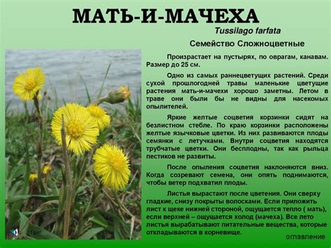 Раннецветущие растения Смоленской области - online presentation