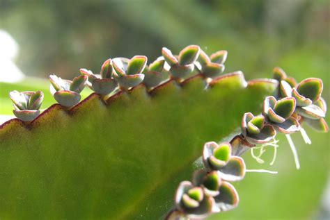 El Kalanchoe Cura El C Ncer