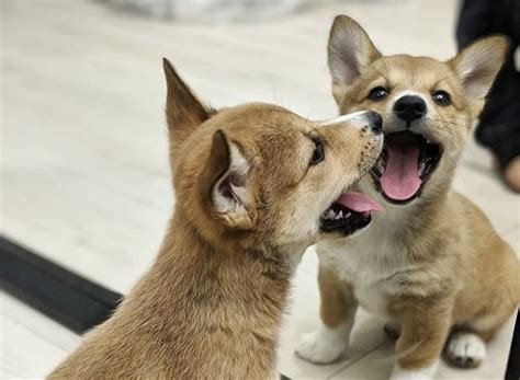 32 Cute Corgi Mixes That Ll Melt Your Heart A Corgi Mix Guide