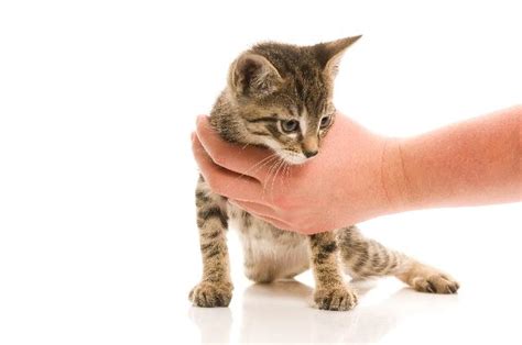 Adotar um Gatinho Como funciona a adoção CachorroGato