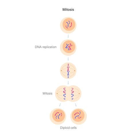 Premium Vector | Mitosis cell division