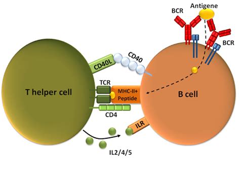 Protein That Activates B T Cells