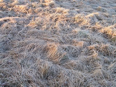 Free Images Tree Sand Winter Sun Field Prairie Texture Frost