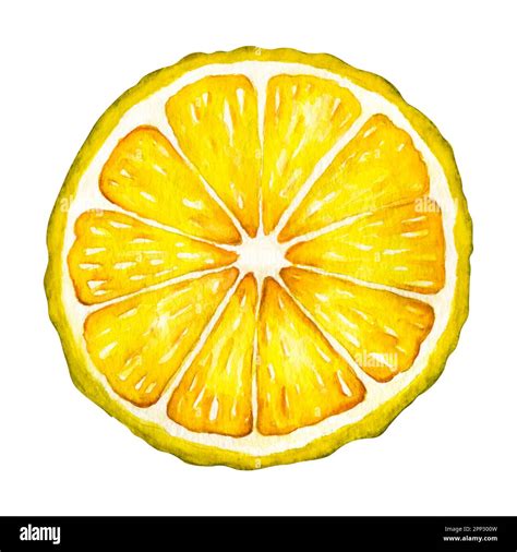 Lemon Illustration