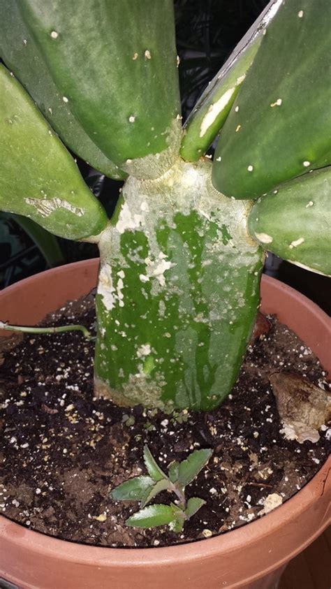 Why Is My Cactus Turning White Reasons And Solutions Indoor