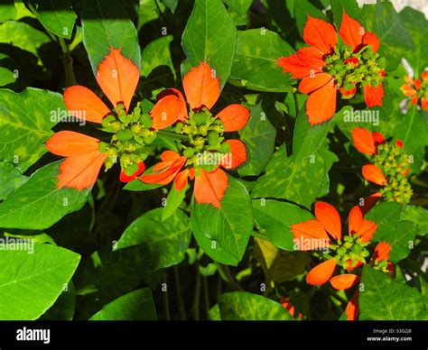 Euphorbia heterophylla verde fotografías e imágenes de alta resolución