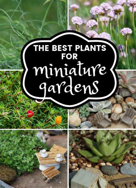 35 Best Fairy Garden Plants And I Ve Tried A Lot Of Plants Fairy Garden Diy