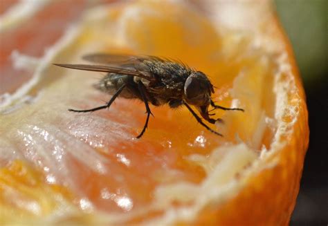 How To Control Flies In Your Home And Yard