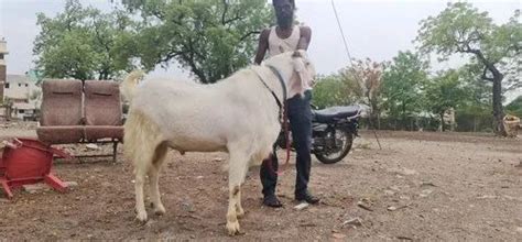 White Sojat Male Goat Kg At Best Price In Chopda Id