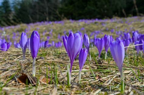 Idziesz Na Krokusy W Tatry Pami Taj By Nie Zrywa Pi Knych Kwiat W