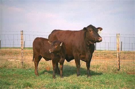 5 Miniature Cattle Breeds For Small Farms Artofit