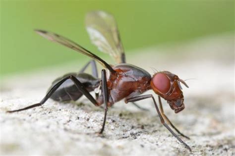 Diptera Info Photo Albums Cephalia Rufipes Male