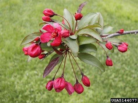 Crabapple And Apple Genus Malus