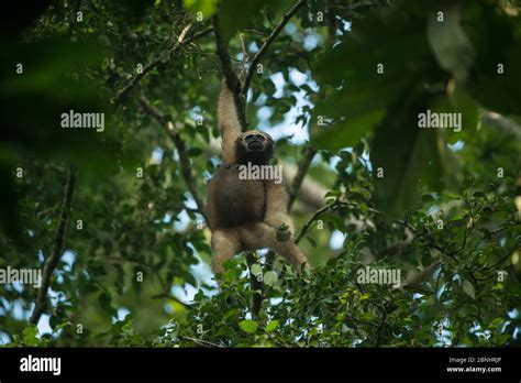 Hoolock Gibbons India Hi Res Stock Photography And Images Alamy