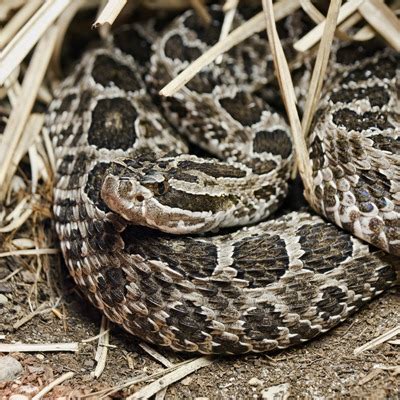 Eastern Massasauga Rattlesnake - Our Animals - Henry Vilas Zoo