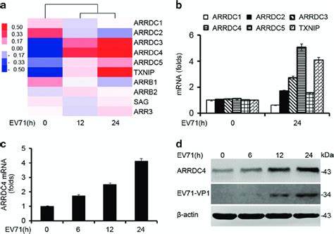 EV71 Infection Upregulates ARRDC4 Expression A Microarray Analysis