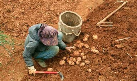 Fanatic Cook: Traditional Okinawan Diet: Sweet Potatoes