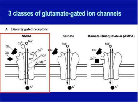 Neurotransmitter Receptors And Intracellular Signaling Pathways