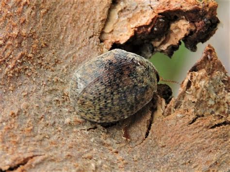 Australian Tortoise Beetle From Napa County CA USA On September 4