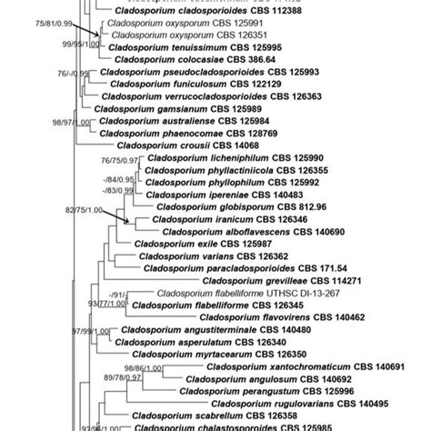 Phylogram Generated From Maximum Likelihood Analysis Based On Combined