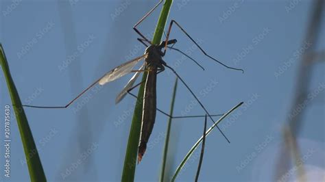 Insect Close Up Mosquito Crane Fly Tipula Luna Male Sitting On Green