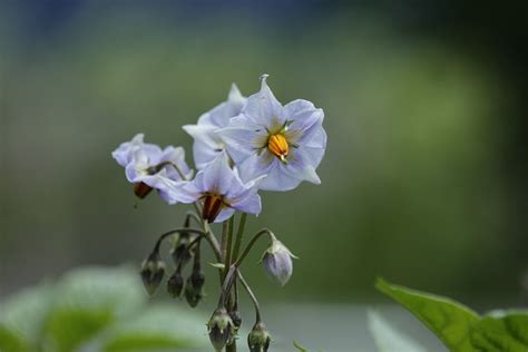 Potato Potatoes Flowers - Free photo on Pixabay - Pixabay