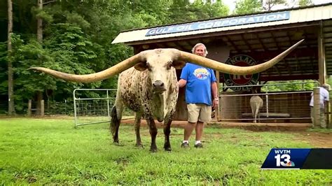 Clay County Steer Breaks World Record On Longest Horn Span Youtube