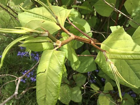 Uses For Japanese Knotweed