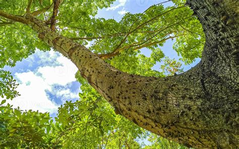 Enorme Y Hermoso Rbol De Ceiba Ceiba Con Picos En M Xico