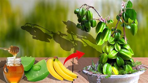 How To Grow Star Fruit The Magic Of Bananas And Honey C Ch Tr Ng Kh