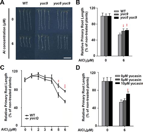 Yuc Regulates Al Stress Regulated Root Growth Inhibition A B Root