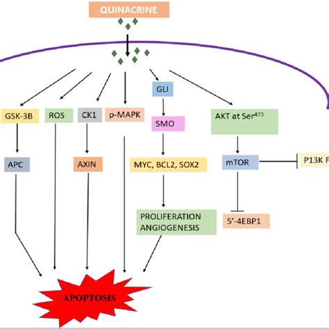 Graphical representation of the mode of action of Quinacrine. Flowchart ...