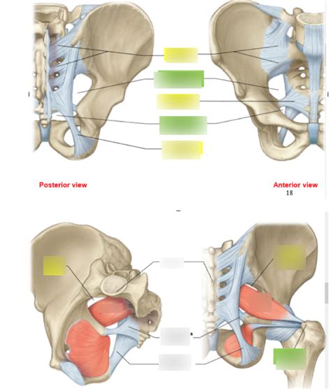 Pelvic Ligaments Diagram Quizlet