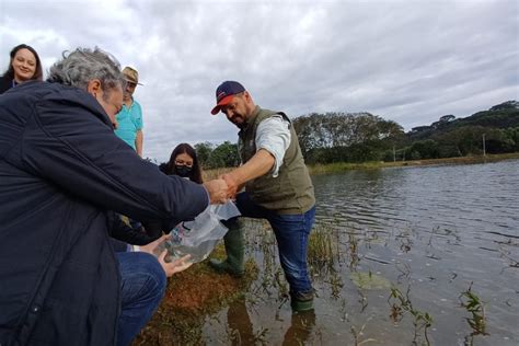 Estado vai repovoar rios do Paraná mais 10 milhões de peixes