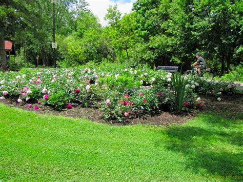 Brueckner Rhododendron Gardens: Peony Garden ~ White Tree Peonies, Top ...