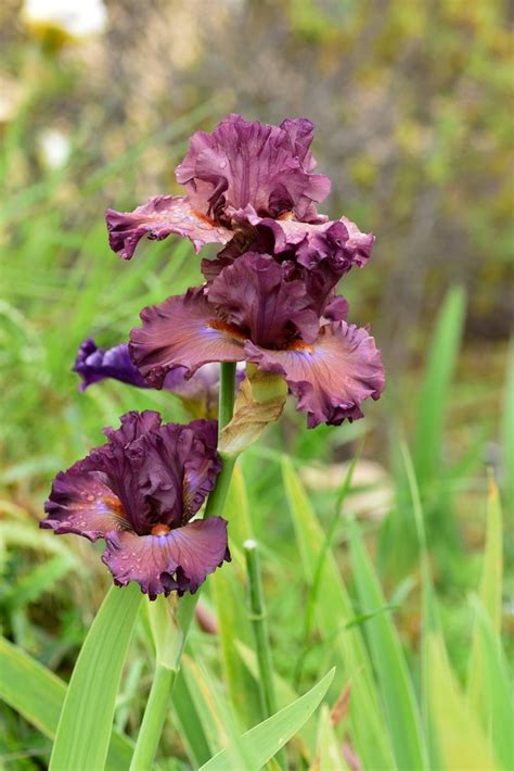 Stem Scape Stalk Or Bark Photo Of Border Bearded Iris Iris Thundery